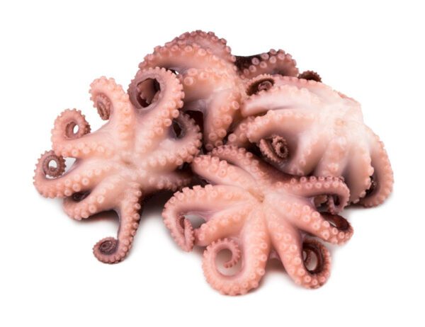 TK Baby Octopus