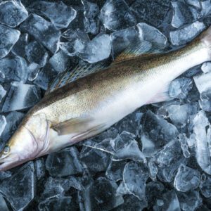Frischer Zander