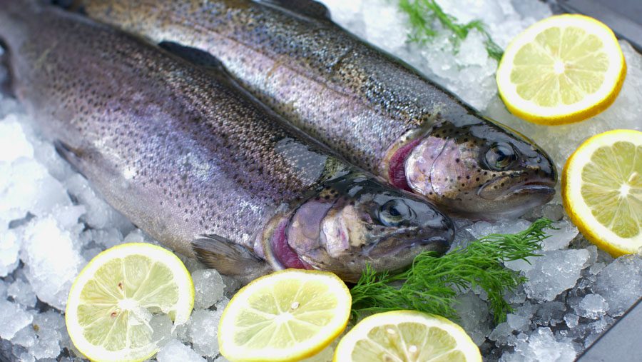 Frische Lachsforelle - Fischmanufaktur Usbek
